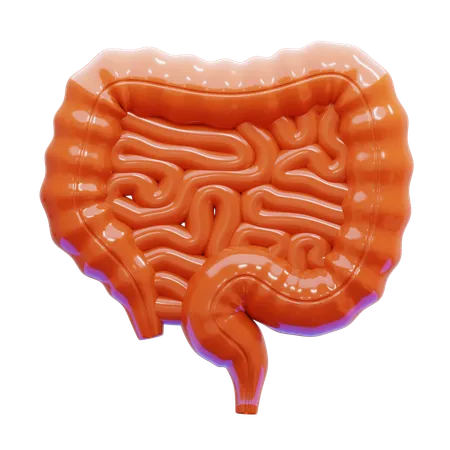 Colon  3D Icon