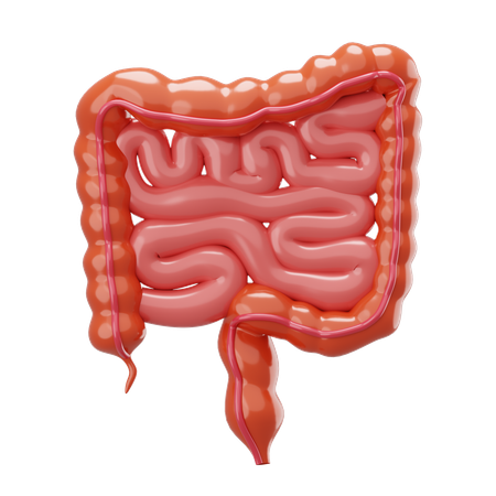 Colorectal  3D Icon