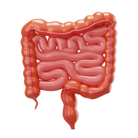 Colorectal  3D Icon