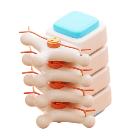 Columna vertebral  3D Icon