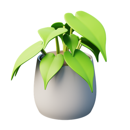 Planta de filodendro de hoja de corazón  3D Icon