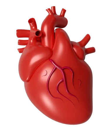 Corazón humano  3D Icon