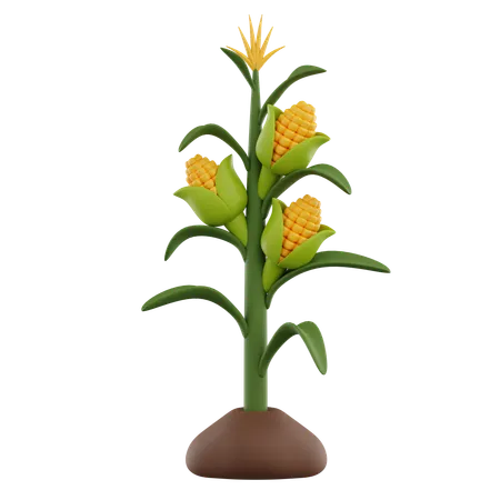 Corn Growth  3D Icon