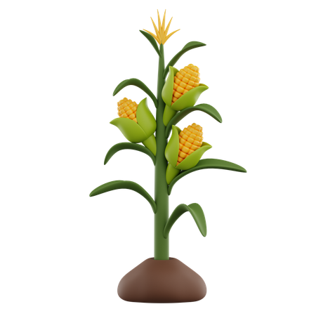 Corn Growth  3D Icon