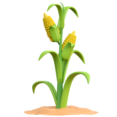 Corn Plant  3D Icon