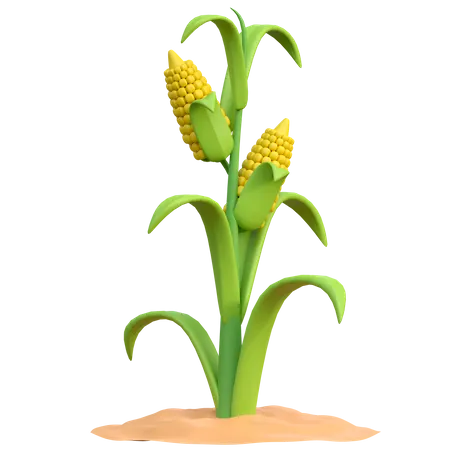 Corn Plant  3D Icon