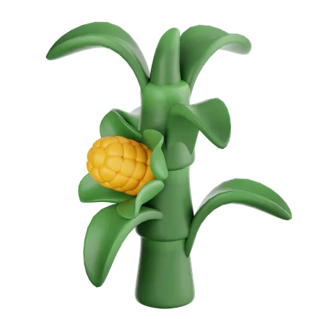 Corn Stalk  3D Icon