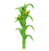 Corn Stalk