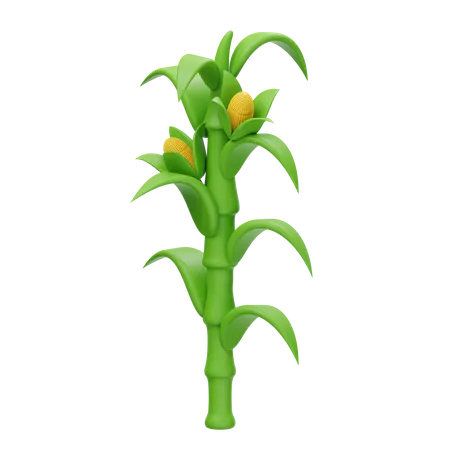 Corn Stalk  3D Icon