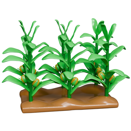 Cornfield  3D Icon