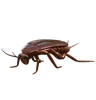 cucaracha