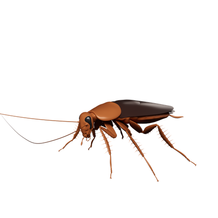 Cucaracha  3D Icon