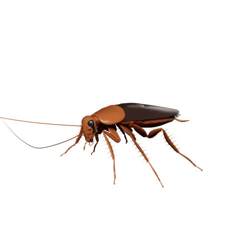 Cucaracha  3D Icon