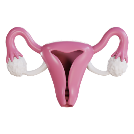 Cuello uterino  3D Icon