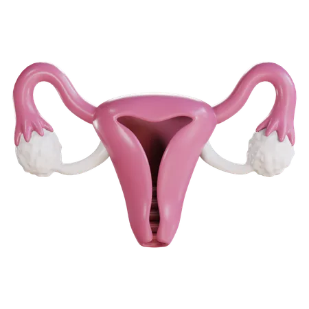 Cuello uterino  3D Icon