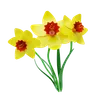 Daffodil