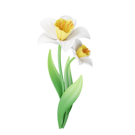 Daffodil  3D Icon