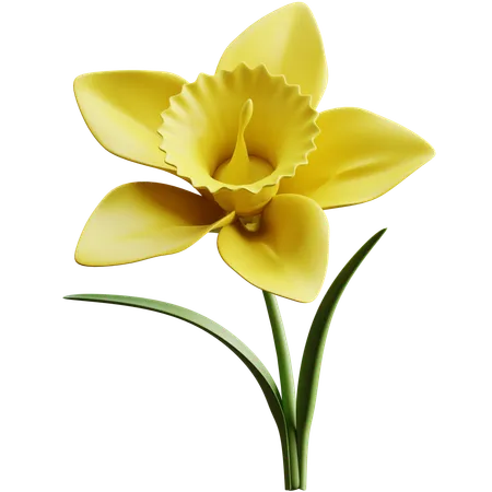 Daffodil  3D Icon