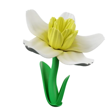 Daffodil  3D Icon
