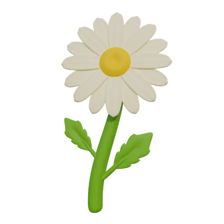 Daisy  3D Icon