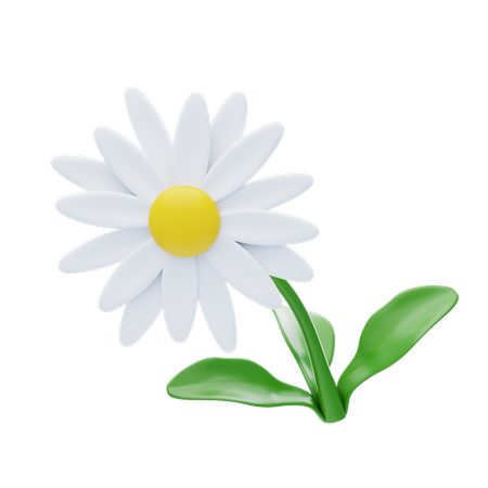 Daisy  3D Icon