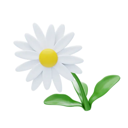 Daisy  3D Icon