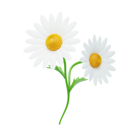 Daisy  3D Icon