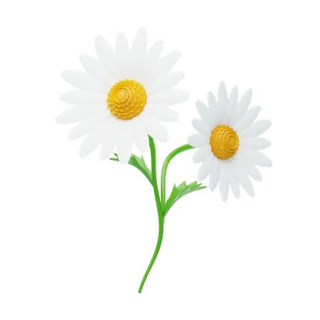 Daisy  3D Icon