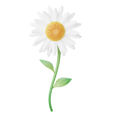 Daisy  3D Icon