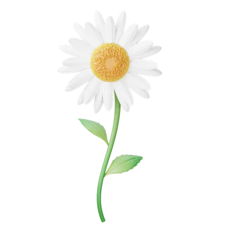 Daisy  3D Icon