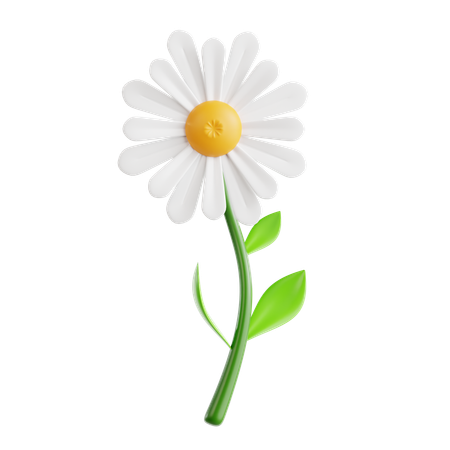 Daisy  3D Icon