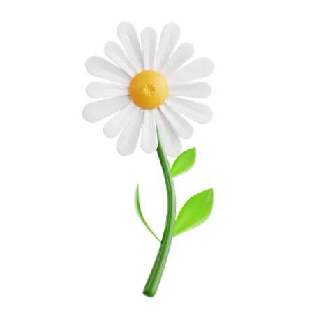 Daisy  3D Icon