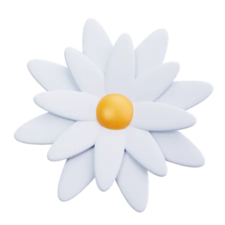 Daisy  3D Icon