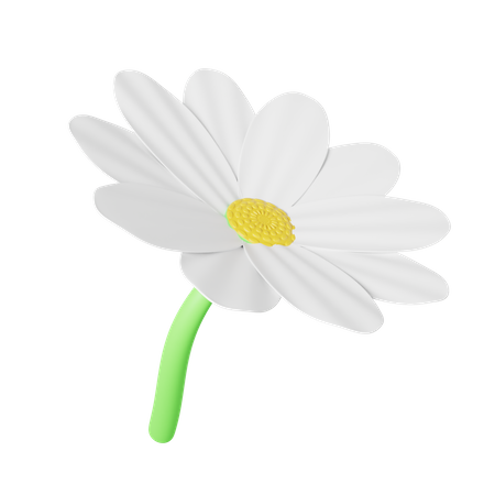 Daisy  3D Illustration