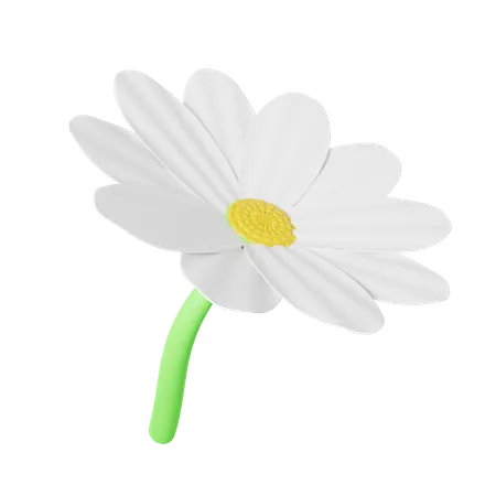 Daisy  3D Illustration