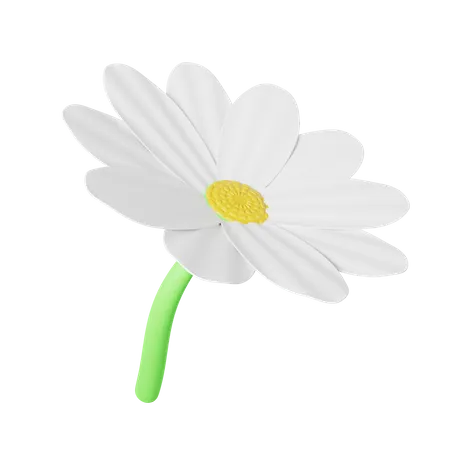 Daisy 3D Illustration