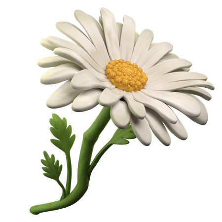 Daisy Flower  3D Icon