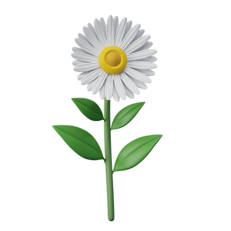 Daisy Flower  3D Icon