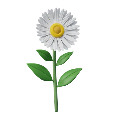 Daisy Flower  3D Icon