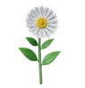 Daisy Flower