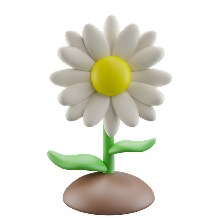 Daisy Flower  3D Icon