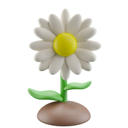 Daisy Flower  3D Icon