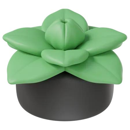 Decoration Plant  3D Icon