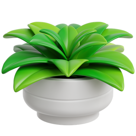 Decoration Plant  3D Icon