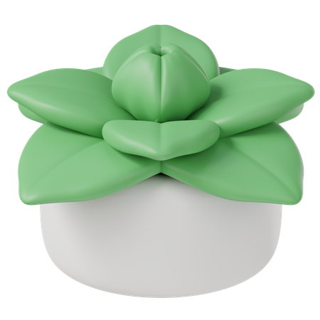 Decoration Plant  3D Icon