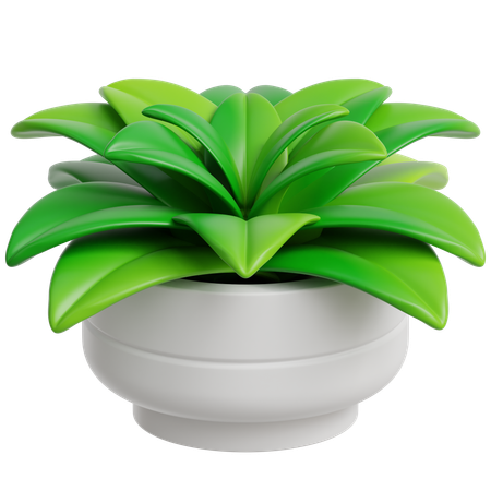 Decoration Plant  3D Icon