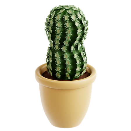 Cactus en dentelle  3D Icon