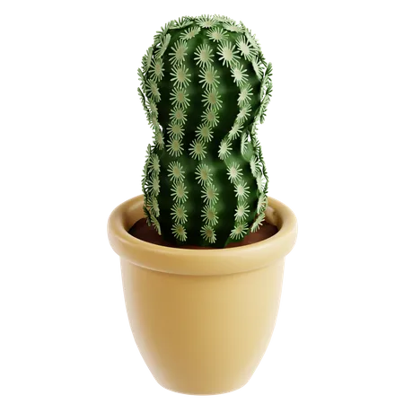 Cactus en dentelle  3D Icon