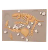 Desert Fossil