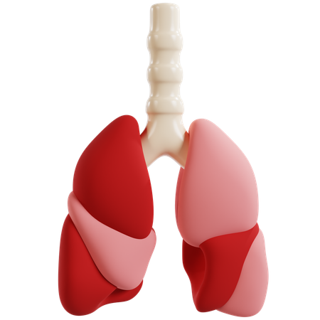 Detailed Human Lung Anatomy  3D Icon